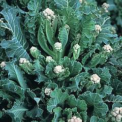100 Broccoli White Sprouting Seeds - Brassica oleracea - Vegetable Seeds