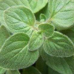 Greek Oregano Seeds - Origanum hirtum - Culinary Herbs