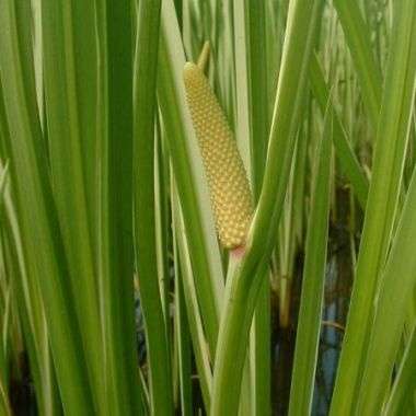 25 Acorus calamus Seeds - Sweet Flag Grass, Calamus - Medicinal Perennial Herb Seeds