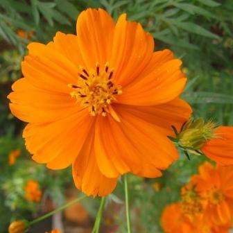 Cosmos sulphureus Seeds - Orange Cosmos Seeds - Annual