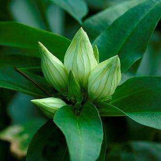 100+ Gentiana flavida Seeds ~ Cream Gentian, Creamy Gentian - Perennial Seeds