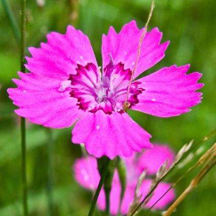 Dianthus deltoides Seeds ~ Maiden Pinks - Perennial Seeds