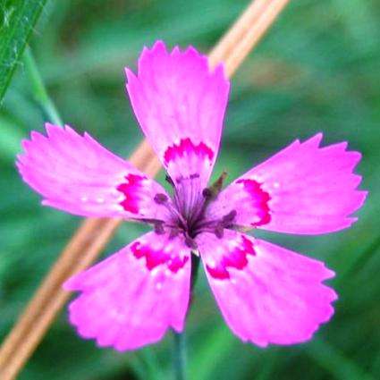 100 Dianthus deltoides Seeds ~ Maiden Pinks - Perennial Seeds