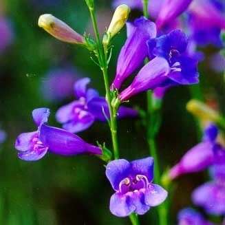 Rocky Mountain Penstemon Seeds - Penstemon strictus Seeds - Perennial