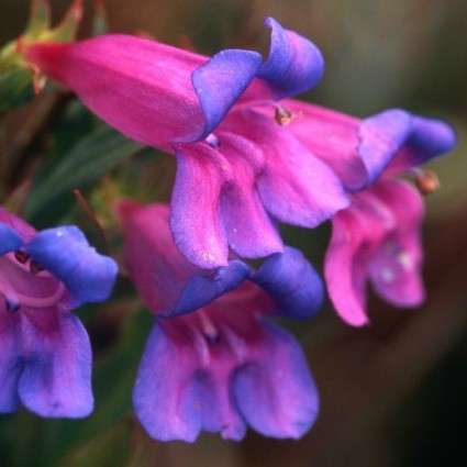 Rocky Mountain Penstemon Seeds - Penstemon strictus Seeds - Perennial