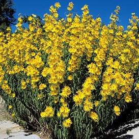 Maximilian's Sunflower Seeds - Helianthus maximiliana Seeds - Perennial