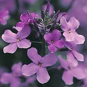 Hesperis matronalis Seeds - Dame's Rocket, Garden Rocket, Dame's Violet - Biennial Seeds