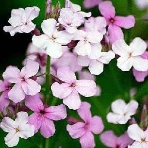 Hesperis matronalis Seeds - Dame's Rocket, Garden Rocket, Dame's Violet - Biennial Seeds