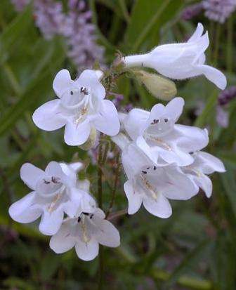 10 Penstemon digitalis Seeds ~ Foxglove Beardtongue - Perennial Flower - Combined Shipping