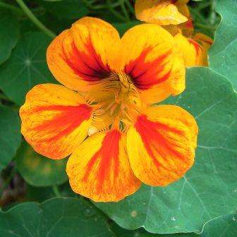 5 Nasturtium, Garden Nasturtium, Indian Cress Seeds - Tropaeolum majus Seeds - Edible Annual