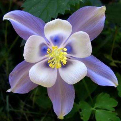 Aquilegia caerulea Seeds - Blue Columbine - Perennial Seeds