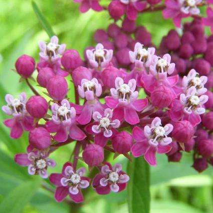 50 Asclepias incarnata Seeds - Rose Milkweed Seeds - Bulk Perennial Shrub