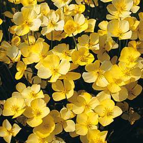 125 Dwarf California Poppy, Tufted Poppy Seeds - Eschscholzia caespitosa - Annual Seeds