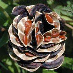 20 Illinois Bundleflower, Prairie Mimosa Seeds - Desmanthus illinoensis - Psychoactive Perennial