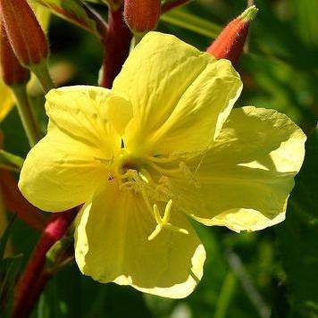 5000 Oenothera hookeri Seeds - Tall Evening Primrose, Hooker's Evening Primrose Bulk Perennial Seeds
