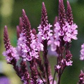 Verbena hastata rosea Seeds - Pink Vervain - Perennial Seeds