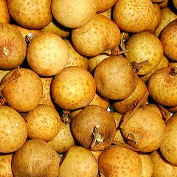 Dimocarpus longan Seeds - Thai Longan Fruit Seeds - Edible Fruit Tree Seeds