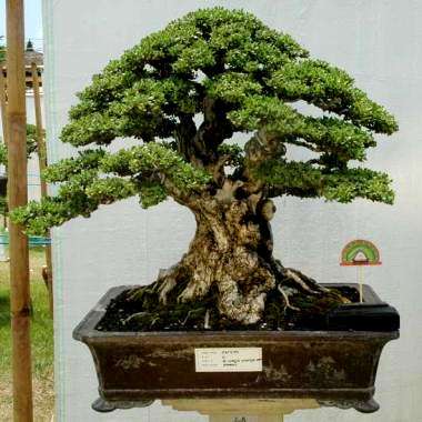 5 Tamarindus indica Bonsai Seeds - Tamarind, Indian Date, Sweet Tamarind