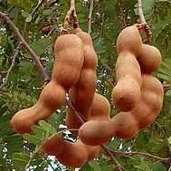 5 Tamarindus indica Seeds, Tamarind, Indian Date, Sweet Tamarind - Edible Fruit Tree Seeds