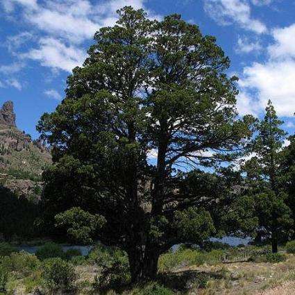 20 Austrocedrus chilensis Seeds, Chilean Cedar, Chilean Incense Cedar - Evergreen Exotic Tree Seeds