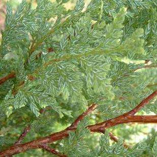 Austrocedrus chilensis Seeds, Chilean Cedar, Chilean Incense Cedar - Evergreen Exotic Tree Seeds
