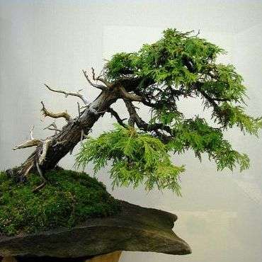 5 Austrocedrus chilensis Bonsai Seeds - Chilean Cedar, Chilean Incense Cedar