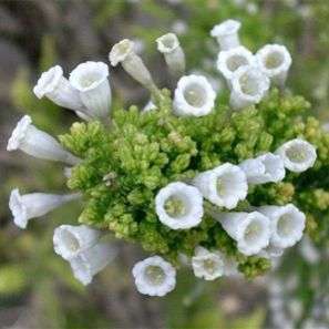 Fabiana imbricata Seeds - Pichi , Peta , Romero Seeds - Evergreen Shrub