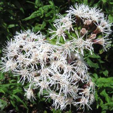 Aristeguietia salvia Seeds - Salvia macho, Pegajosa, Pega-pega Seeds - Flowering Shrub