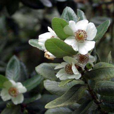 5 Eucryphia cordifolia Seeds, Ulmo - Flowering Exotic Tree Seeds