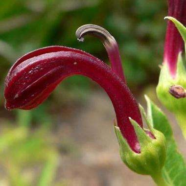 Lobelia polyphylla Seeds - Tabaco del diablo , Tupa Seeds - Flowering Shrub
