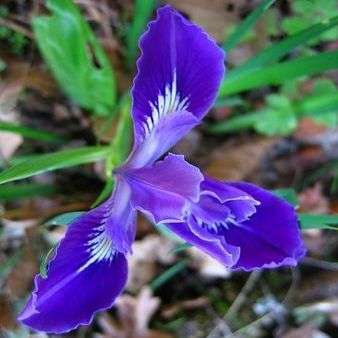 Iris tenax Seeds - Oregon Iris - Frost Hardy Perennial Bulb Seeds