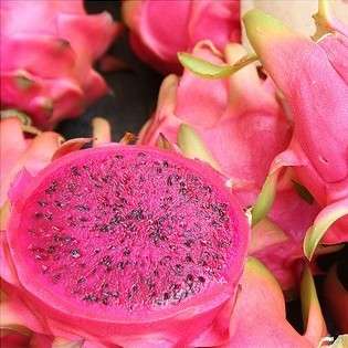 10 Hylocereus polyrhizus Seeds - Red Pitaya, Red Dragonfruit, Dragon Fruit - Cactus Edible Fruit