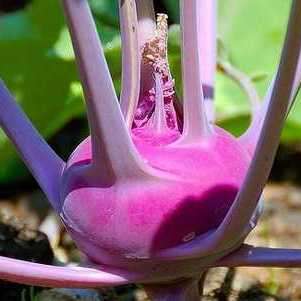 Kohlrabi Purple Vienna Vegetable Seeds ~ Brassica oleracea Seeds