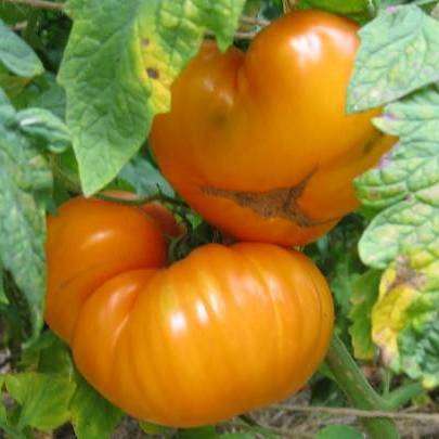 Goldie Tomato Seeds - Lycopersicon esculentum Heirloom Seeds - Vegetable Seeds
