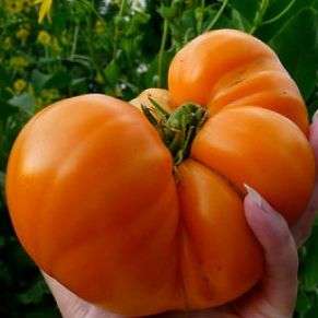 15 Amana Orange Tomato Seeds - Lycopersicon esculentum Heirloom Seeds â Bulk Vegetable Seeds