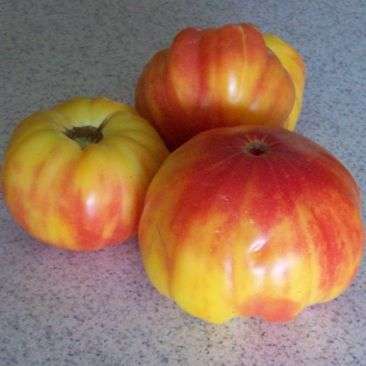 5 Pineapple Striped Tomato Seeds - Lycopersicon esculentum Seeds - Heirloom Vegetable Seeds