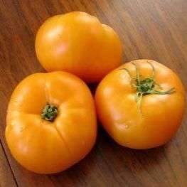 Golden Jubilee Tomato Seeds - Lycopersicon esculentum Seeds - Heirloom Vegetable Seeds