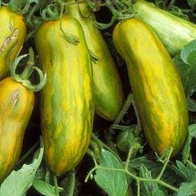 Green Sausage Tomato Seeds - Lycopersicon esculentum Seeds - Heirloom Vegetable Seeds