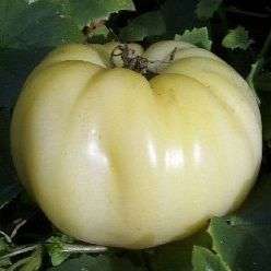 Great White Beefsteak Tomato Seeds - Lycopersicon esculentum Seeds - Heirloom Vegetable Seeds