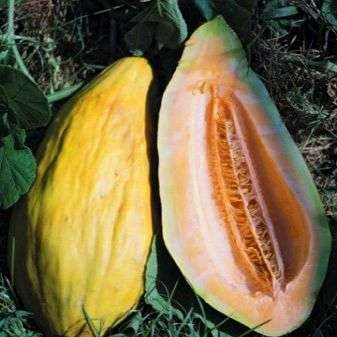 10 Banana Cantaloupe Melon Seeds - Cucumis melo - Heirloom Fruit Seeds