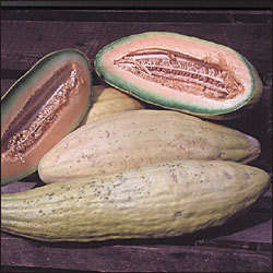 Banana Cantaloupe Melon Seeds - Cucumis melo - Heirloom Fruit Seeds