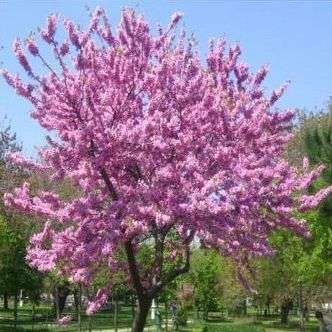 Cercis canadensis Seeds, Eastern Redbud, Judas Tree - Deciduous Exotic Tree Seeds