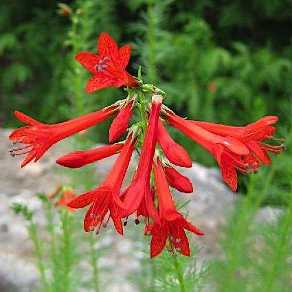 Sky Rocket, Standing Cypress Seeds - Ipomopsis rubra Seeds - Annual Biennial Perennial