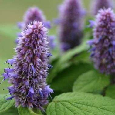 Agastache rugosa Seeds - Korean Licorice Mint - Perennial Medicinal Herb Seeds