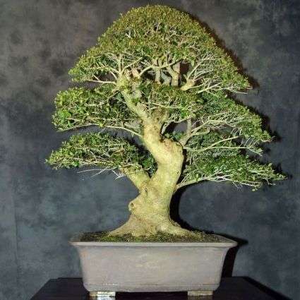 Ulmus americana Bonsai Seeds - American Elm Tree