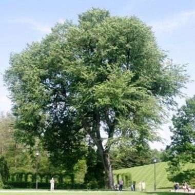 Ulmus americana Seeds - American Elm Tree - Deciduous Exotic Tree Seeds
