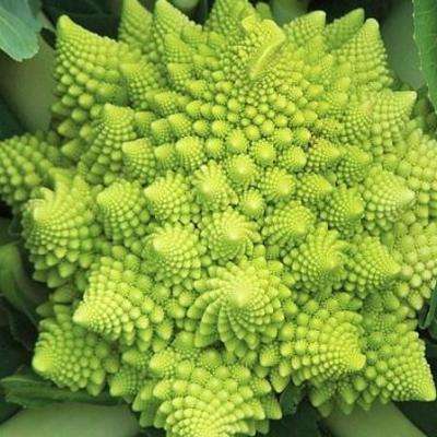 25 Romanesco Broccoli Seeds - Brassica oleracea italica - Vegetable Seeds To Buy in SA