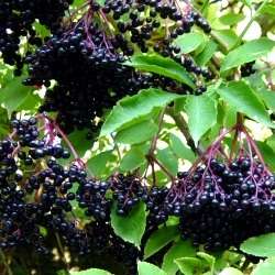 100 Black Elderberry, European Elderberry Seeds - Sambucus nigra Edible Fruit Tree Seeds