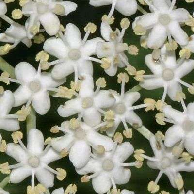 Black Elderberry, European Elderberry Seeds - Sambucus nigra - Edible Fruit Shrub