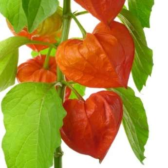 10 Chinese Lantern, Strawberry Ground Cherry Seeds - Physalis alkekengi var. franchetii - Perennial